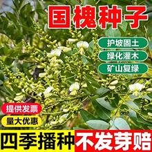 新采国槐种子速生国槐树种子黄花槐红花槐刺槐种子紫穗槐刺槐树籽