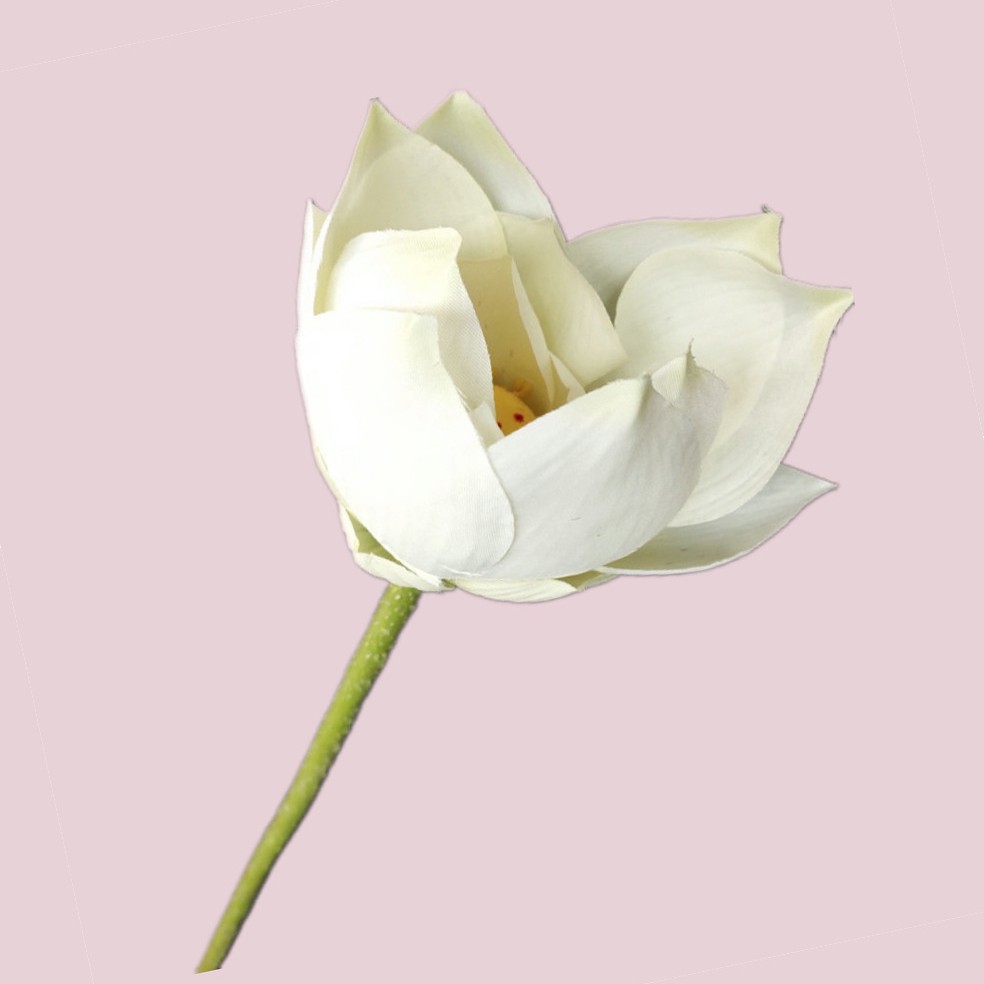 화이트 세미 오픈 연꽃