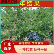 һ�����l�{ݮ����玧���������Ե����Ϸ������Nֲ���۾G��ʯ�{��