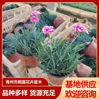 基地供应户外草坪五彩石竹盆栽常夏石竹绿化苗木四季常青地被植物