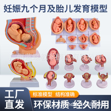 ����l���^��ģ�� ��̥Ӌ������ģ��  ̥���l���^��ģ�� �ӌm����