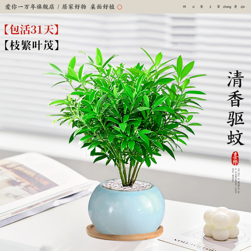 모기퇴치대나무와 편백나무 + 얼음유약 하늘색 화분 + 대나무 트레이 (포장석 + 영양액 포함)