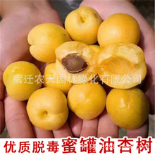 �۹�������Ә������Ե��Ա����NֲƷ�N�Y������޽������˴��Ә�