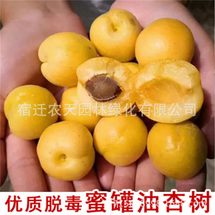 �۹�������Ә������Ե��Ա����NֲƷ�N�Y������޽������˴��Ә�