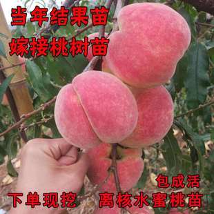 �S�Ҙ��m�Ҙ���޽Ӷ������Ҙ���Ϸ������Nֲ�Ү���Y��