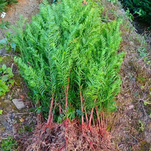 ĴtɼľlُrϷtɼֲ؁tɼֲ