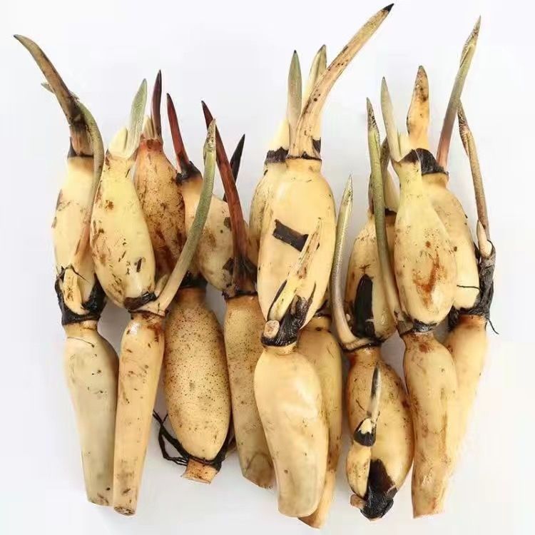莲藕芽粉藕苗脆藕苗莲菜莲根种藕苗白莲藕工程用苗绿化苗水生苗-阿里巴巴