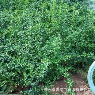 ӭ���� ���������~��ľ30���ִ�׹��@ͥԺ�G������ֲ��