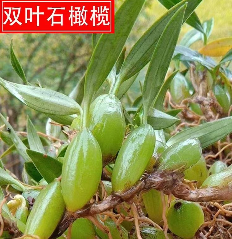 石橄榄现摘炖汤现发石橄榄500g双叶仙桃滋补品新鲜材料草克石中国