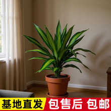 �����F����ľ��횘�Gֲ�҃Ȼ����^�~ֲ�����԰lؔ��