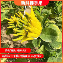 �Fժ�F�l�^�p�廨����幩���ָ̔[���҃�ֲ�����r���A���ָ̹�