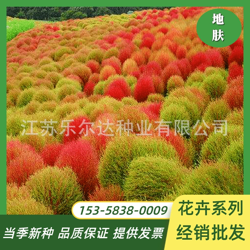 Семена кожи Красный и зеленый кожа травы Сферический цветок морской двор Открытый легко-расти Легко-для-жить метла рассада Павлин семена сосны
