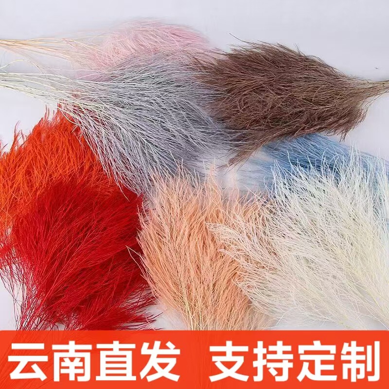 永生花石草 梦幻草长毛草ins风婚庆配材干花摆件花束家居装饰批发|undefined