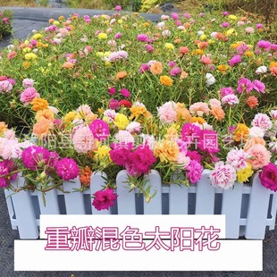 Double Sunflower Seeds Flower Seeds Are Sown in All Seasons, Heat-Resistant Flower Pots, Easy-To-Live Outdoor Flower Seeds