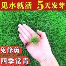 矮生四季青庭院免修剪绿化护坡黑麦草狗牙根草皮草籽种子草坪种子