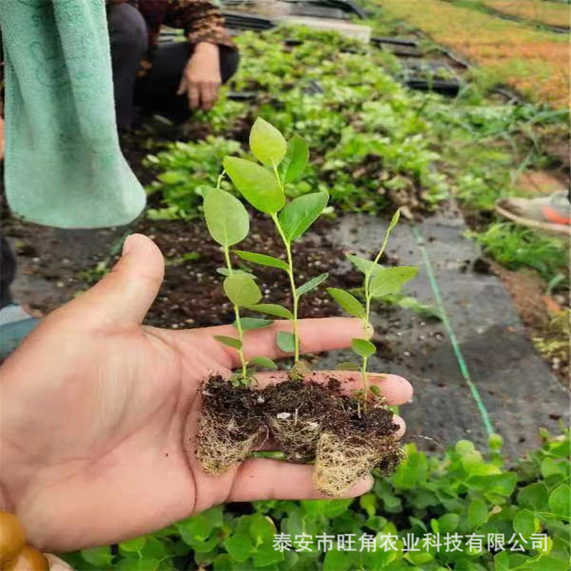 f6a1a81e31bc09fc98f1f9bfdf25e7