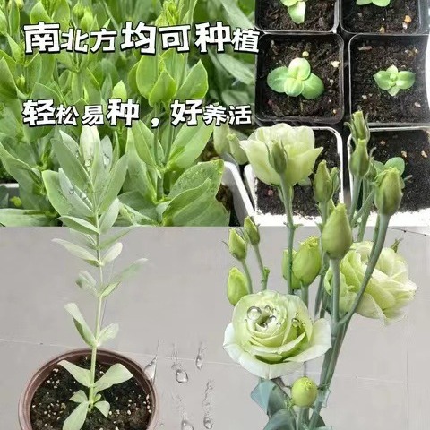 桔梗重瓣切花种子多年生宿根阳台盆栽四季花卉种子桔梗草本种子