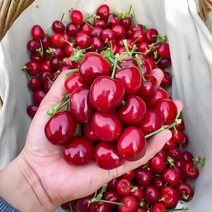 ����S�l؛��ɽ�|���r��������h����܇�����ЋDˮ���t����һ����
