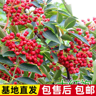 ����箔��Y���Ĵ���t�ۘ���޽��ٽ����Ե���ͥԺ�Nֲ