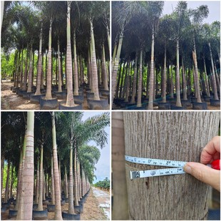 Foxtail Coconut Tropical Plants Fox Coconut Palm Trees Wind-Resistant Easy to Grow Well