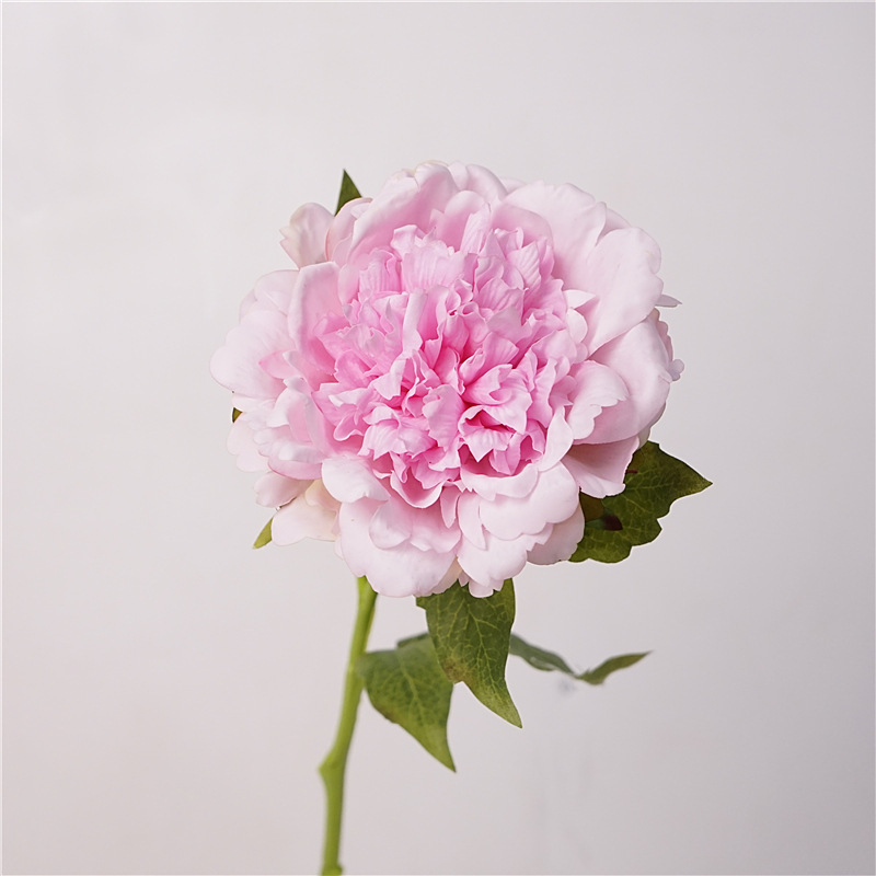 단일 머리 모란 - 분홍색과 보라색