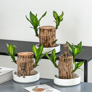 Brazilian Wood Hydroponic Plant Lucky Wood Desktop Green Plant Potted Water Culture Office Indoor Mini Small Potted Plant Easy to Grow