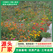 �S�����l�������첥�ݻ��M�ϷN�����B�ޏ;G���ͺ��ͺ�Ұ������