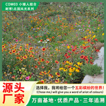 厂家批发多年生混播草花组合种子生态修复绿化耐寒耐旱野花花籽