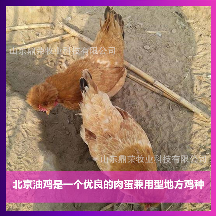 【北京油鸡】_北京油鸡批发_北京油鸡拿货货源
