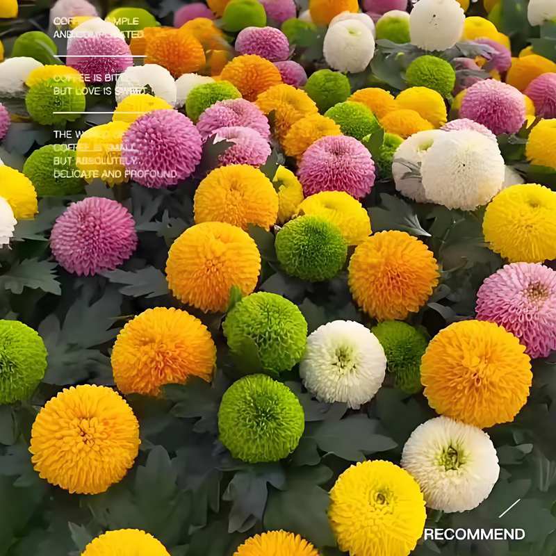 乒乓菊花种子多年生草本花卉室外庭院花园阳台盆栽四季易种花种籽