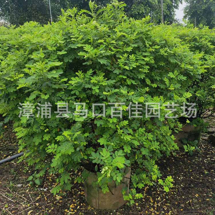 ˫�л��򣨸�120��130����120&a