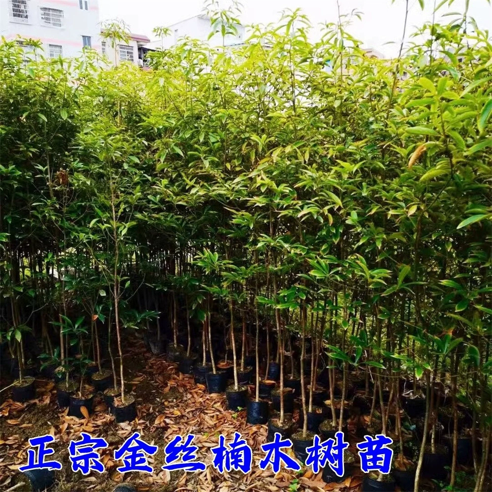 Ценные саженцы Саженцы дерева Фиби в золотой оправе Аутентичные саженцы дерева Чэньсян Листовой палисандр Хайнань Хуанхуа Саженцы груши