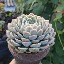 ī����ѩ����B���x��B���^���^����ֲ�� �̨������ԾGֲ����