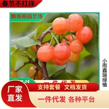 早熟樱桃 齐早樱桃苗 大樱桃树苗 嫁接樱桃苗 车厘子树苗南北方种