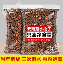 新鲜生松子大颗粒原味野采2024新货云南落水松孕妇零食坚果特产