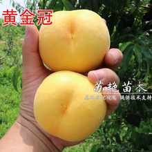 �޽��Ҙ��� �S���ҹ��^��������� �S����S�Ҙ����Ϸ������Nֲ