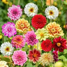 СNļ_СջNͥԺ⻨ݷN̨ԻN