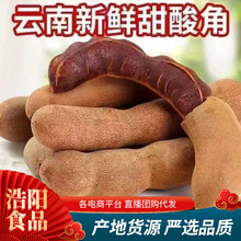 代发云南甜酸角500g袋装 酸甜豆角罗望子零食带壳甜酸角批发