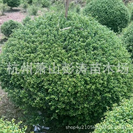 Оптовая продажа черепаховых шариков Хули из базы Сяошань, идеальные шарики Холли, шарики Холли, вечнозеленые круглый год, легко управлять