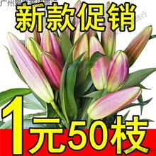 大头香水百合花束基地直发云南鲜花昆明直批直发节日送礼客厅切花