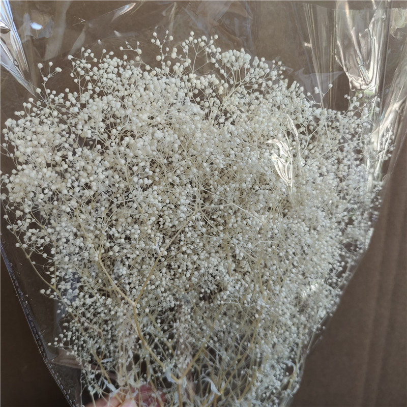 Dried flower millions of stars, millions of stars, gypsophila dyed gypsophila, home furnishing art small gypsophila