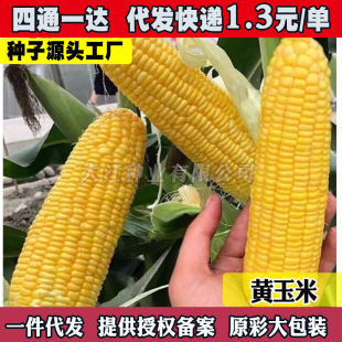 �������׷N�ѳ���ˮ�����׷N�Ӵ���Ŵ�״����ļ��s���N��