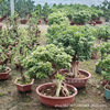 The old pile triangle of the old pile of plums and red red flowers blooming balcony placed the rattan sapling one thing in the bonsai