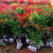 南天竹树苗红天竺盆栽苗火焰红叶植物观叶庭院耐寒绿化苗木风景树