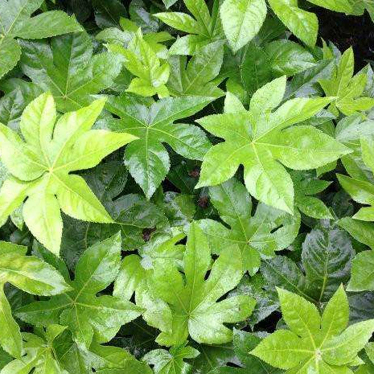 Базовые прямые продажи восьмиугольной золотой пластинки, вечнозеленой растительности, кустарников для озеленения двора, восьмиугольного золотого дерева, вечнозеленой растительности круглый год.