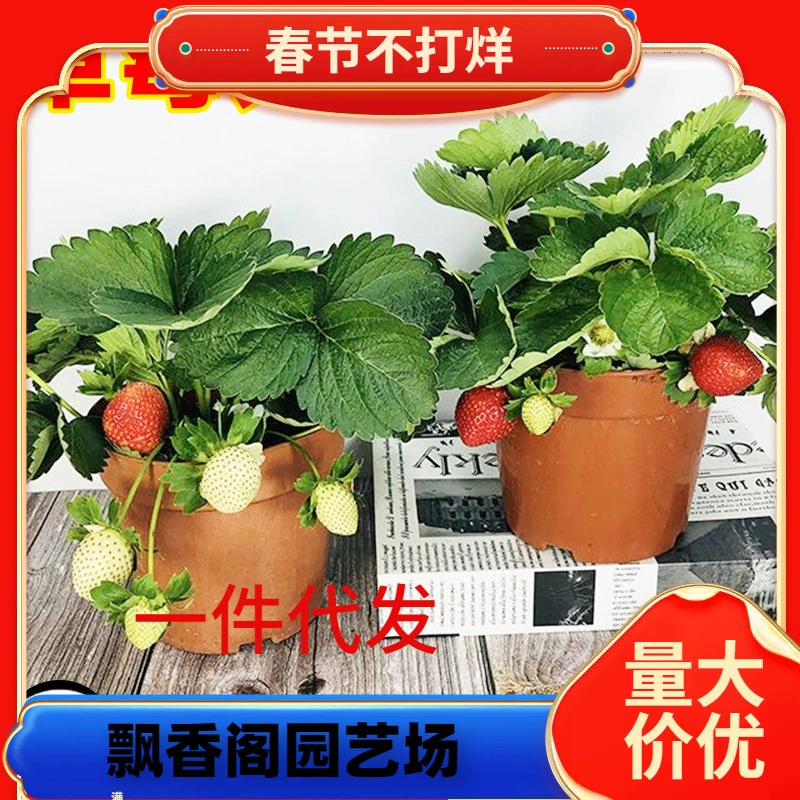 Однокомпонентные семена клубники в горшках с грунтом для дропшиппинга, красноглазые, всепогодные, съедобные для выращивания на балконе.