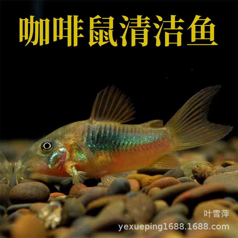 Кофейный мышьобразный рыбок, живая, бронзовая, аквариумная, донная, чистящая рыбка, инструмент для ухода за рыбками, тропическая декоративная рыбка, живая тропическая рыбка