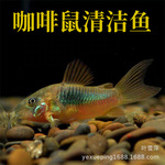 咖啡鼠鱼活体青铜水族底栖鱼清洁鱼工具鱼热带观赏鱼活体热带鱼