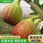 无花果树苗金傲芬无花果果树苗南北方室内外庭院种新品种盆栽果树