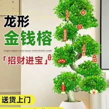金钱榕大盆栽室内大型盆景招财金钱树客厅办公室摇钱树发财树四季